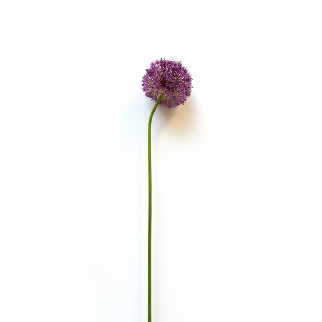 Zijdenbloem Allium