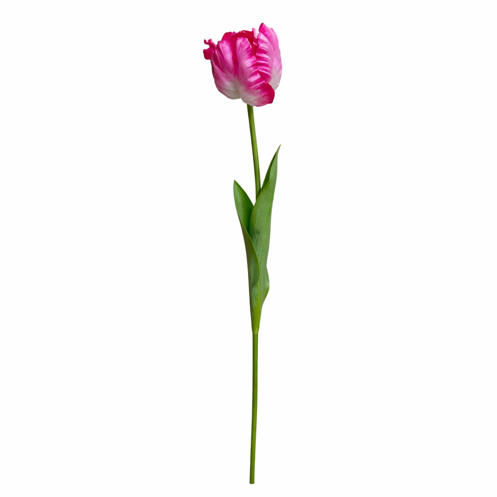 Franse tulp roze